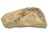 Fossil Hadrosaur (Brachylophosaurus?) Jaw Section - Montana #288080-1